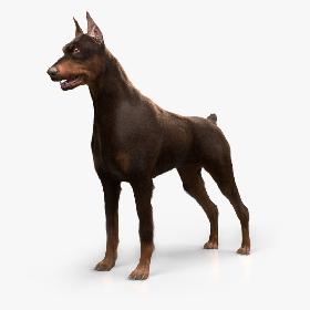 3D Doberman (Fur)